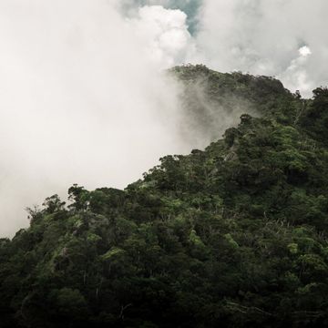 Nebelige Berge im Regenwald